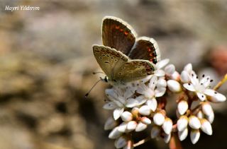 Anadolu okgzls (Polyommatus hyacinthus)