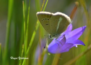 okgzl figenya (Polyommatus iphigenia)