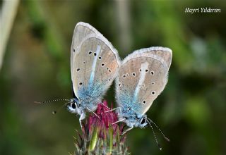 okgzl figenya (Polyommatus iphigenia)