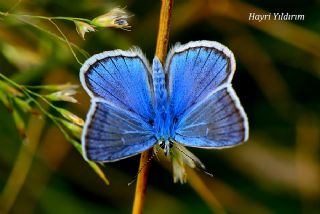 okgzl figenya (Polyommatus iphigenia)