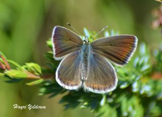 okgzl figenya (Polyommatus iphigenia)