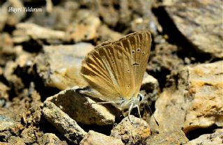 okgzl Van Esmeri (Polyommatus kurdistanicus)