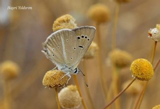 okgzl Amasya Esmeri (Polyommatus mithridates)