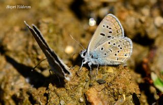 ran okgzls (Polyommatus morgianus)