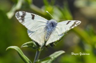 Da Oykls (Euchloe ausonia)