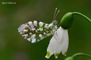 Turuncu Ssl (Anthocharis cardamines)