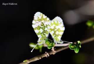 Turuncu Ssl (Anthocharis cardamines)