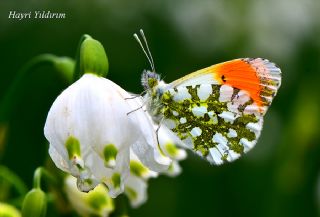 Turuncu Ssl (Anthocharis cardamines)