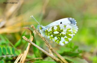 Turuncu Ssl (Anthocharis cardamines)