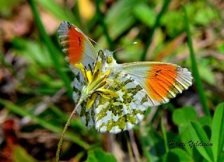 Turuncu S�sl�&nbsp;(Anthocharis&nbsp;cardamines)