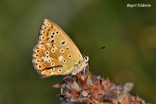 okgzl Anadolu illi Mavisi (Polyommatus ossmar)