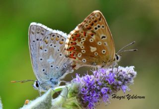 okgzl Anadolu illi Mavisi (Polyommatus ossmar)