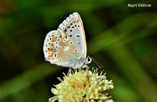 okgzl Anadolu illi Mavisi (Polyommatus ossmar)
