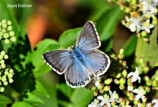 okgzl Anadolu illi Mavisi (Polyommatus ossmar)
