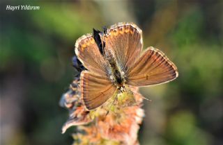 okgzl Anadolu illi Mavisi (Polyommatus ossmar)
