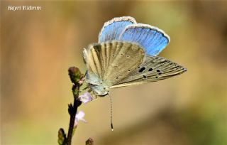 okgzl Poseydon Mavisi (Polyommatus poseidon)