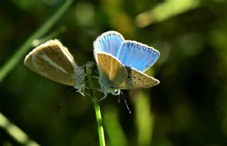 okgzl Poseydon Mavisi (Polyommatus poseidon)