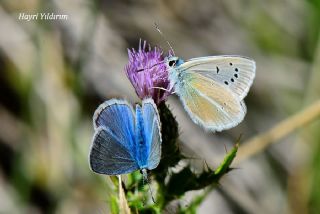 okgzl Ar Mavisi (Polyommatus vanensis)