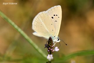 okgzl Poseydon Mavisi (Polyommatus poseidon)