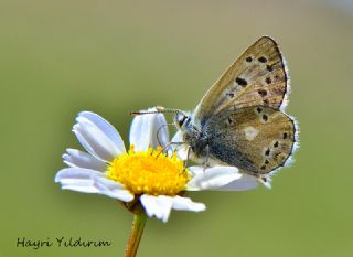 Pirene okgzls (Polyommatus pyrenaicus)