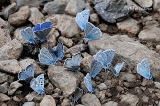 Pirene �okg�zl�s�&nbsp;(Polyommatus&nbsp;pyrenaicus)