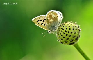 Pirene okgzls (Polyommatus pyrenaicus)