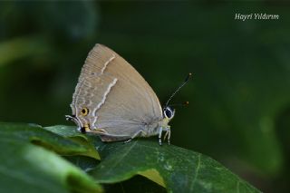 Mormee (Favonius quercus)