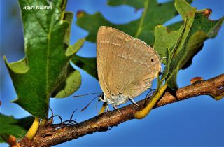 Morme�e&nbsp;(Favonius&nbsp;quercus)