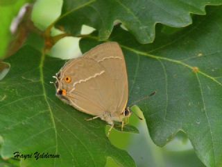 Mormee (Favonius quercus)