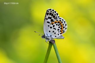 Kara Mavi (Scolitantides orion)