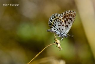 Kara Mavi (Scolitantides orion)