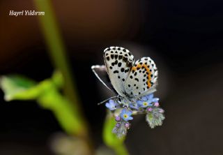 Kara Mavi (Scolitantides orion)