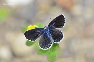 Kara Mavi (Scolitantides orion)