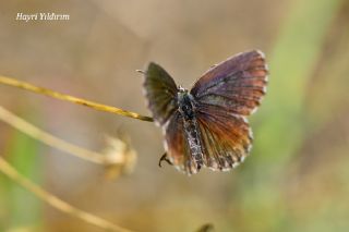 Kara Mavi (Scolitantides orion)