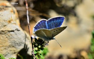 okgzl Bilgini (Polyommatus bilgini)