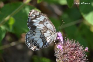 Kara Melike (Melanargia syriaca)