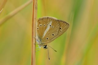 okgzl Demavend Esmeri (Polyommatus demavendi)