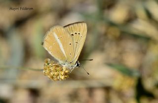 okgzl Lbnan Esmeri (Polyommatus alcestis)
