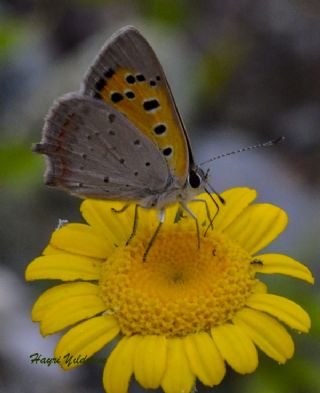 Benekli Bakr Gzeli (Lycaena phlaeas)