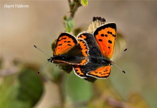 Benekli Bakr Gzeli (Lycaena phlaeas)