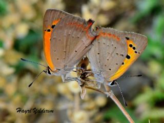 Benekli Bakr Gzeli (Lycaena phlaeas)