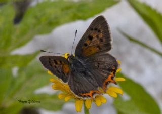 Benekli Bakr Gzeli (Lycaena phlaeas)