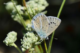 okgzl Karabet Mavisi (Polyommatus haigi)