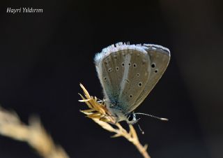 okgzl Karabet Mavisi (Polyommatus haigi)