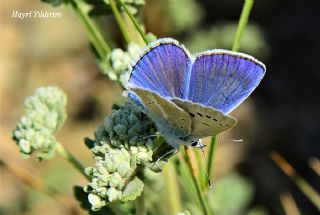 okgzl Karabet Mavisi (Polyommatus haigi)