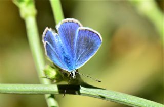 Mara Mavisi (Polyommatus maraschi)