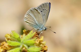 Mara Mavisi (Polyommatus maraschi)