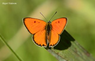 Byk Bakr Gzeli (Lycaena dispar)