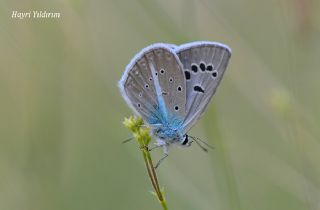 okgzl Surako Mavisi (Polyommatus surakovi)