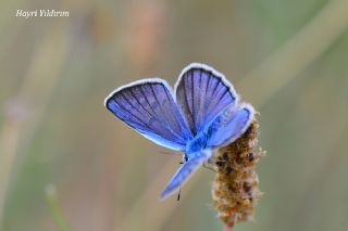 okgzl Surako Mavisi (Polyommatus surakovi)